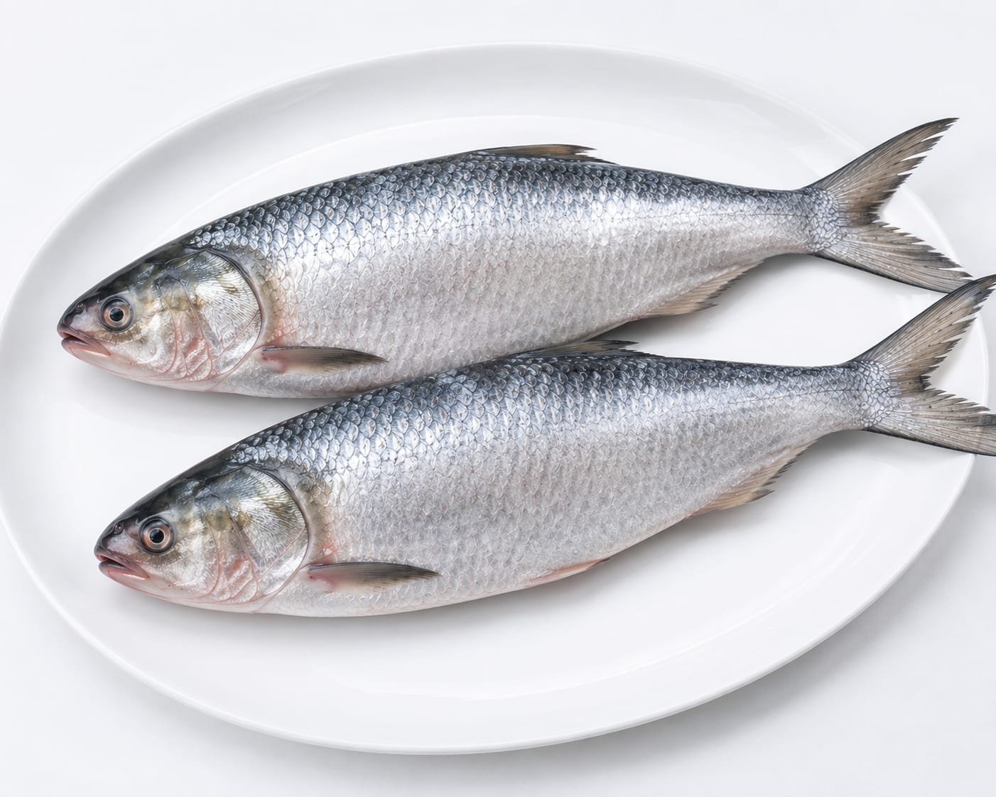 Kacha Hilsa (1.5kg)