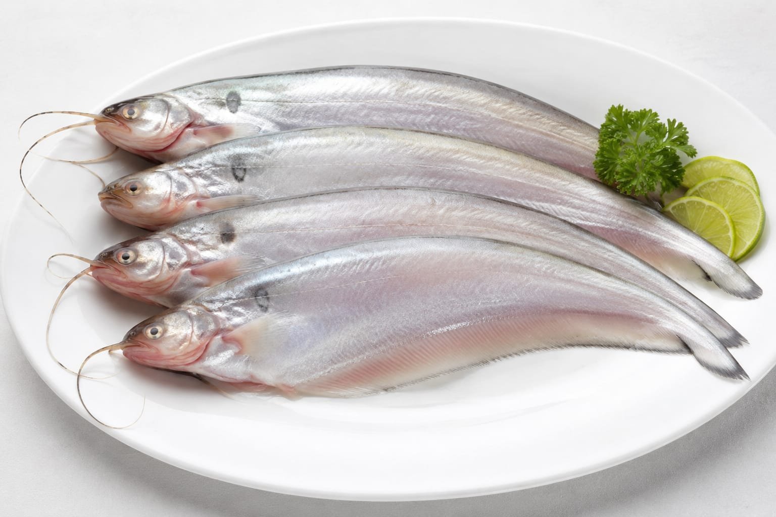 Pabda (Big)