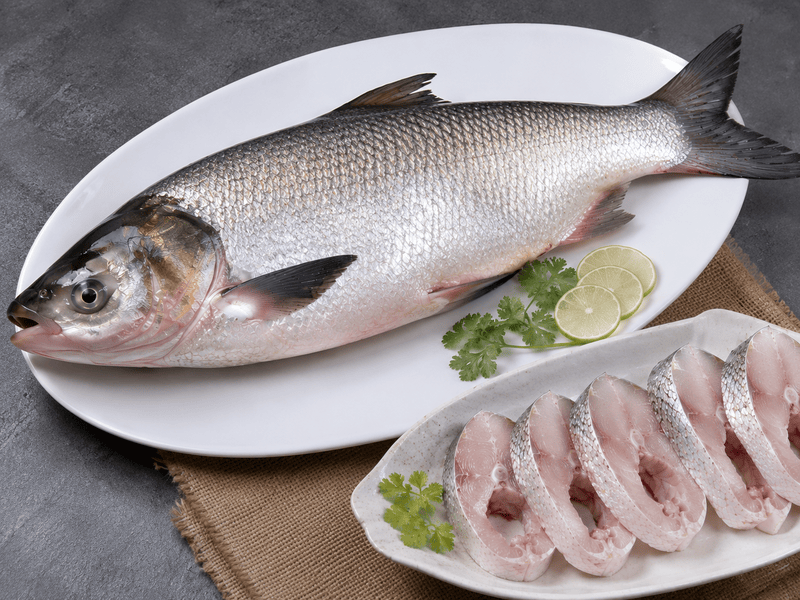 Silver Karp